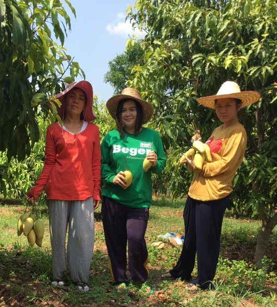 Organic Mango Harvest Chiang Mai