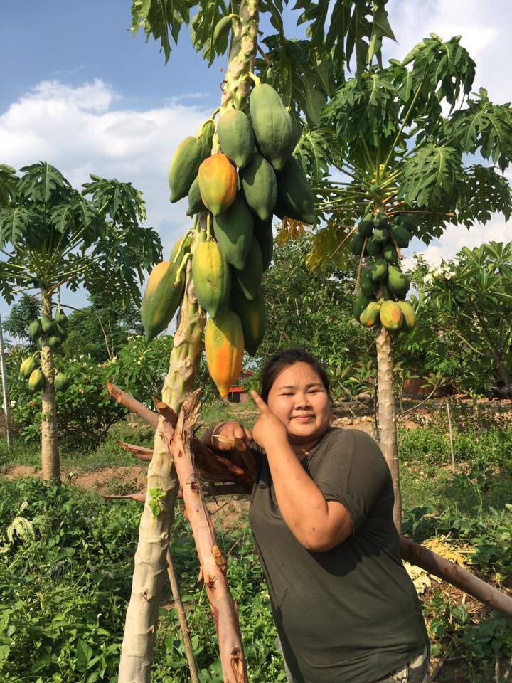 Organic Papaya Harvest Chiang Mai