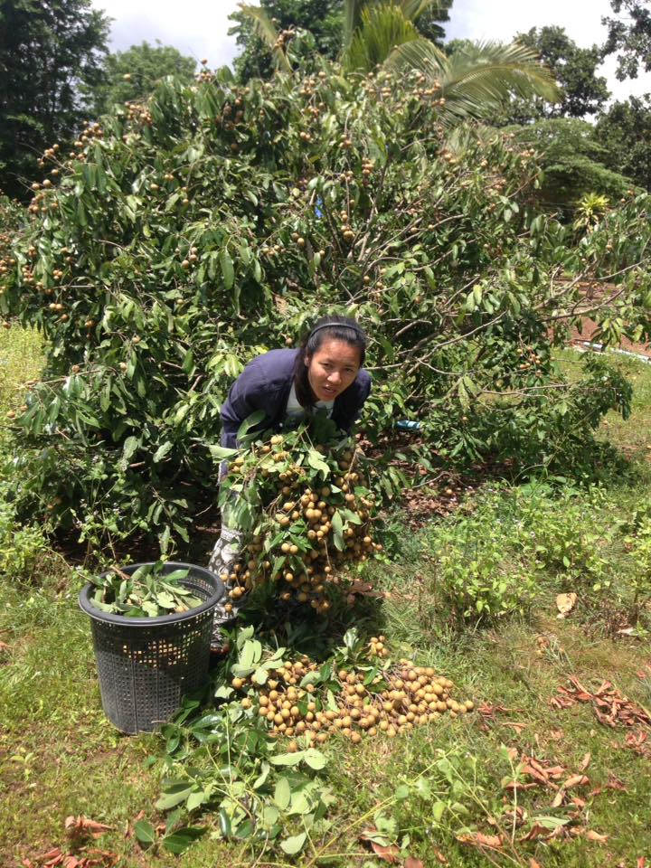 Organic Longan Harvest Chiang Mai